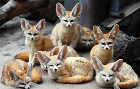 Animals, Fox, Fenech, Fennec fox, eared