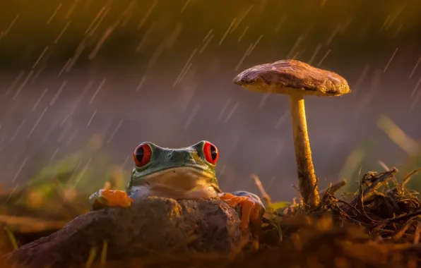 Sadness, reverie, rain, mushroom, frog, legs, orange, green
