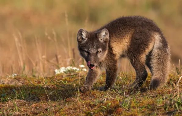 Language, look, nature, pose, cub, licked, Fox