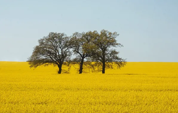 Field, summer, trees, rape