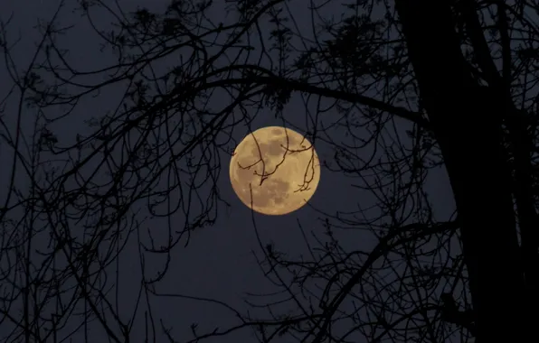 Picture the sky, night, branches, nature, tree, the moon, the full moon