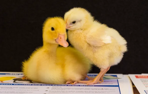 Background, a couple, duck, chicken, Chicks