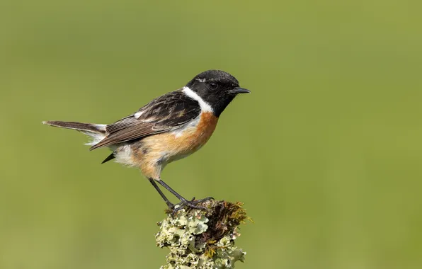 Bird, bird, red-backed Shrike