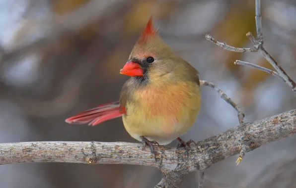 Look, branches, bird, bokeh, cardinal, sitting on a branch