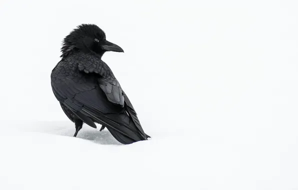 Winter, snow, crow