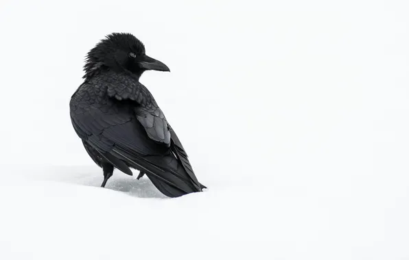 Winter, snow, crows