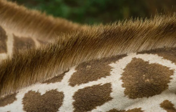 Animal, texture, wool, giraffe, spot, fur, neck, scruff