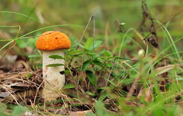 Forest, nature, mushrooms