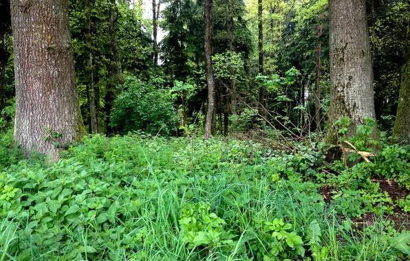 Forest, grass, trees, thickets