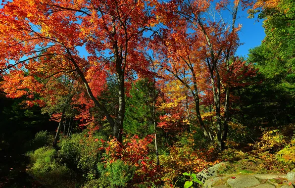 Autumn, forest, the sky, trees, stones