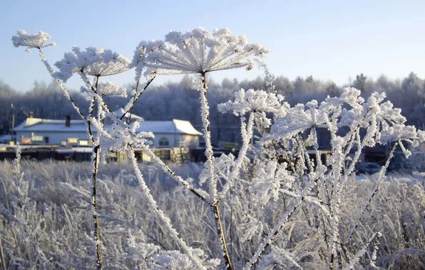 Winter, frost, plant, winter, snow