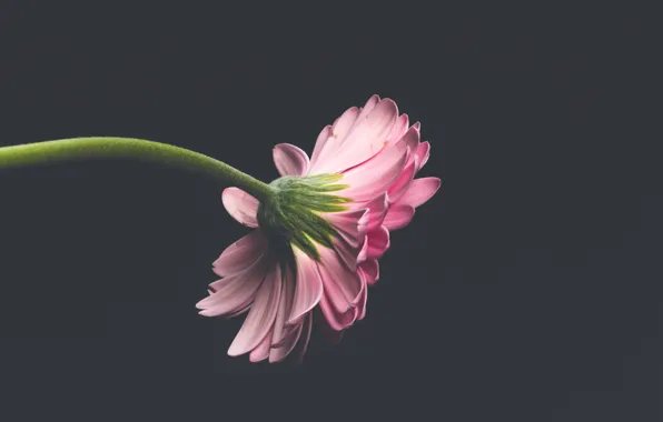 Picture flower, the dark background, flower, flora, flora, dark background