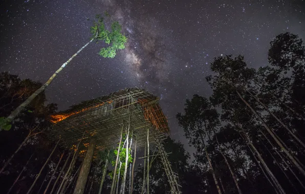 The sky, trees, night, house, Jungle, the milky way
