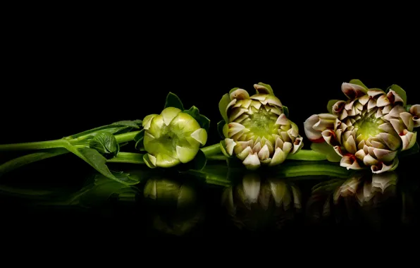 Picture reflection, buds, dahlias