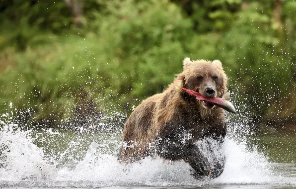 Squirt, bear, running, river, mining, salmon, Leonid Golubkov, The fish is caught