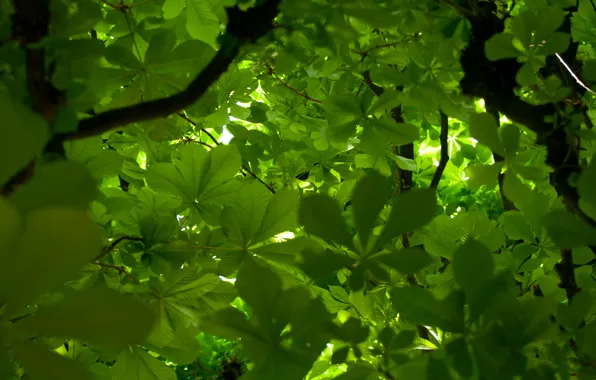 Greens, leaves, tree, branch, chestnut, crown