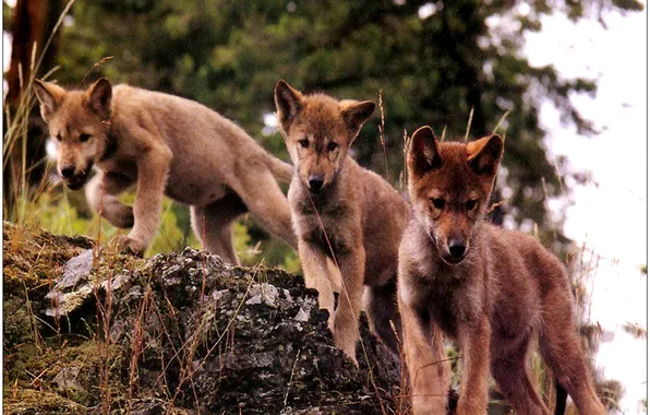 Nature, face, animal, wolf, wildlife, head, fur, mammal