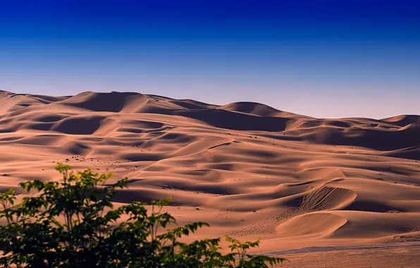 Sand, the sky, desert, barkhan, tree