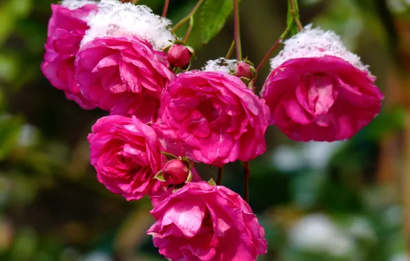 Picture Bokeh, Pink roses, Pink roses