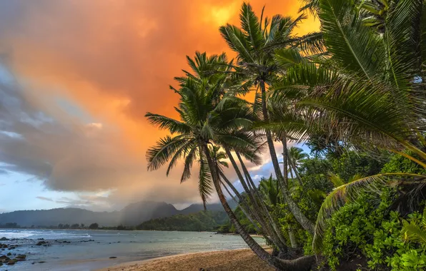 Picture beach, landscape, nature, tropics, palm trees, the ocean