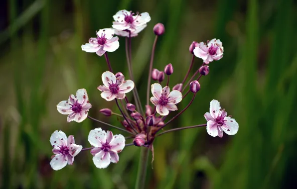 Picture flower, flowers, nature, plants, small