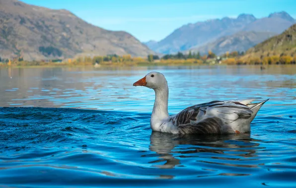 Light, mountains, bird, shore, dal, pond, goose, blue water