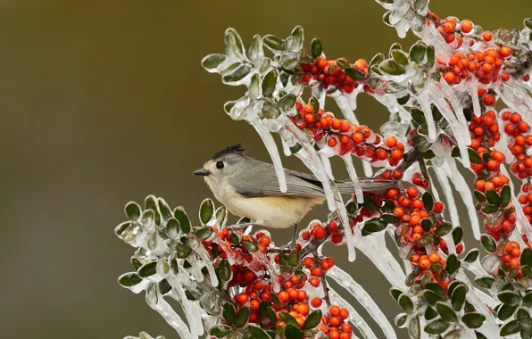 Ice, berries, USA, Texas, sea buckthorn, tit chernookaja