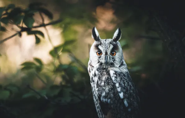 Look, branches, owl, bird, foliage, portrait, eared
