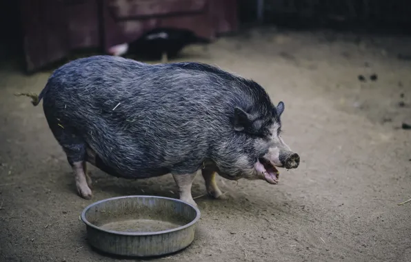 Background, yard, pig