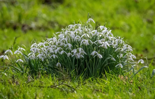 Grass, flowers, glade, spring, snowdrops, white, a lot, green background