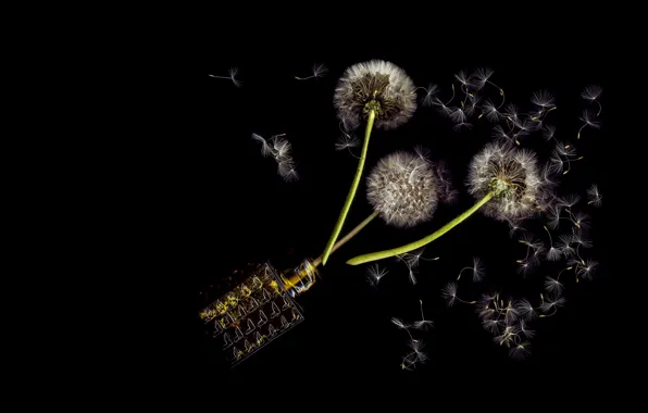 Flowers, fluff, black background, dandelions, the parachutes, a bunch, bottle