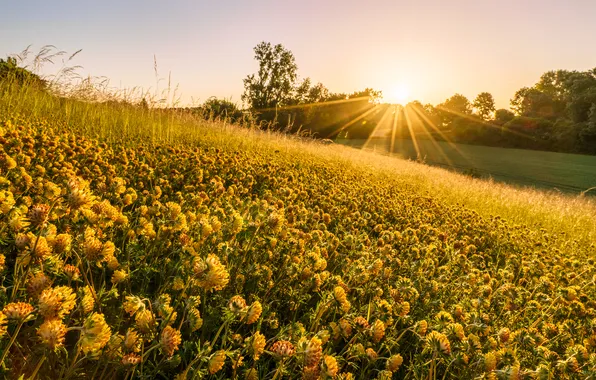 Field, summer, the sun, rays, light, flowers, yellow, slope