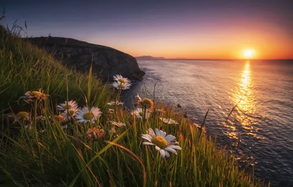 Picture sunset, flowers, shore, chamomile