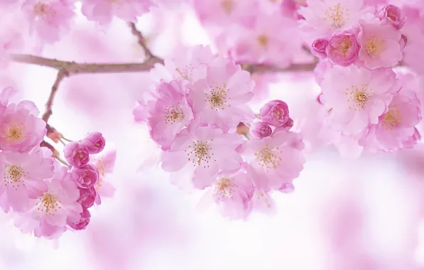 Flowers, branches, spring, pink, flowering, almonds
