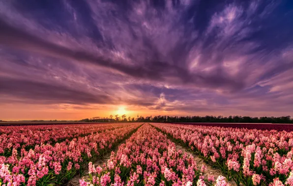 Field, the sky, the sun, clouds, light, sunset, flowers, perspective