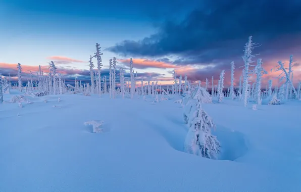 Winter, frost, forest, the sky, clouds, snow, sunset, blue