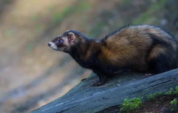 Look, nature, pose, stones, background, profile, animal, ferret