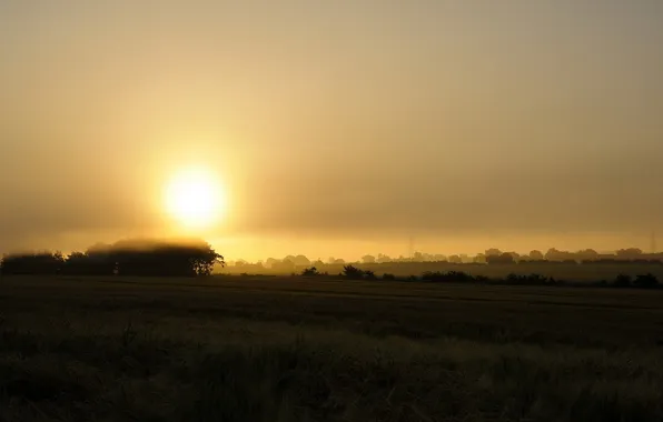 Field, landscape, fog, Pale Morning