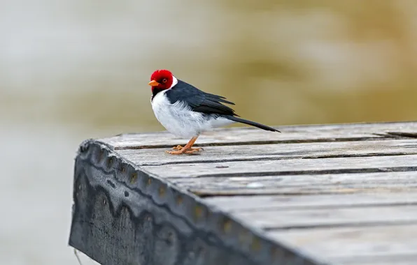 Picture bridge, bird, Red capped cardinal