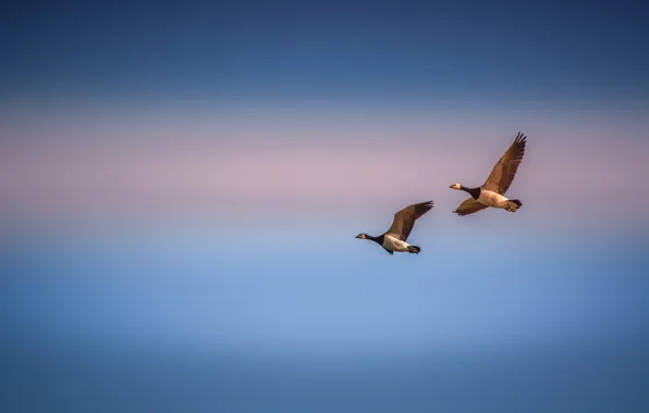 Picture the sky, flight, duck