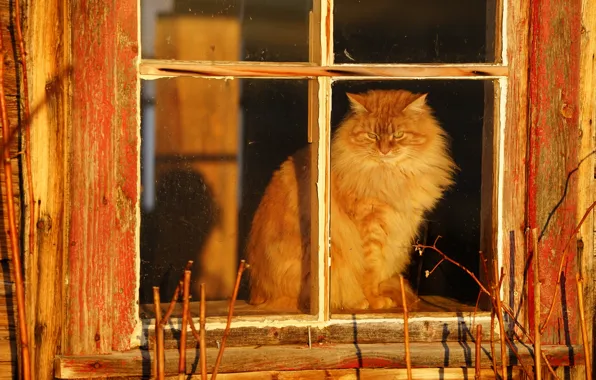 Cat, village, window, fluffy