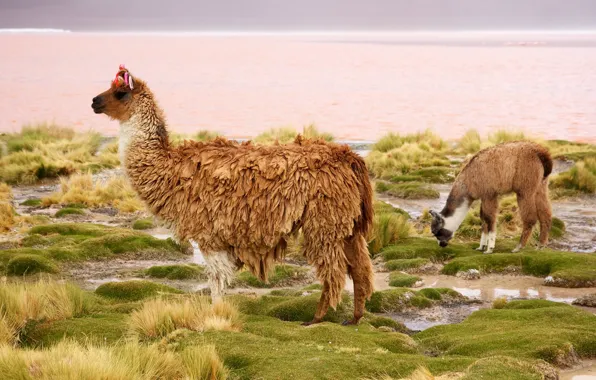 Camel, Chile, Lama, mammal
