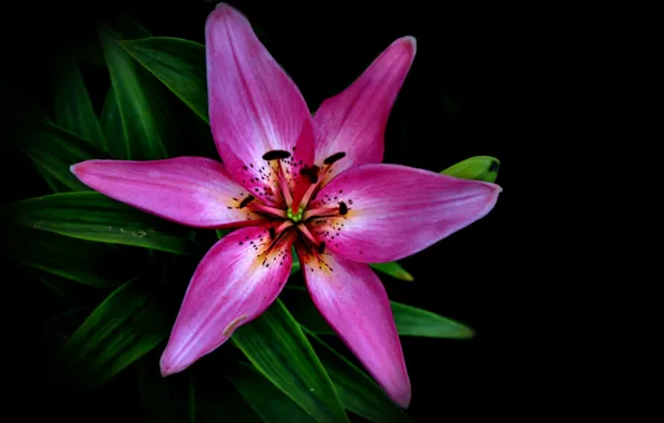 Picture macro, nature, Lily, petals