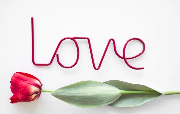 Picture love, flowers, Tulip, love, flowers, beautiful, romantic, tulip