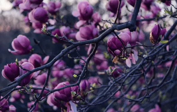 Wallpaper Magnolia, branches, flowers, buds