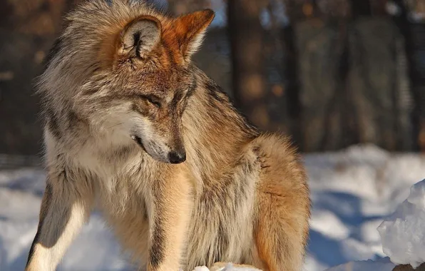 Picture nature, predator, animal, wolf, wildlife, portrait, portrait., Canis lupus. face