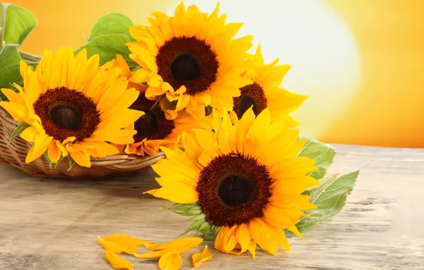 Sunflowers, flowers, table, basket, yellow, petals