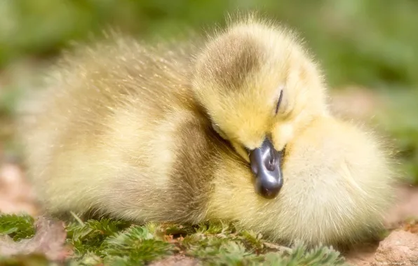 Yellow, beak, sleeping, duck
