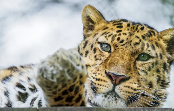 Cat, face, leopard, Amur, ©Tambako The Jaguar