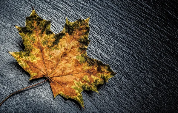Picture autumn, leaves, macro, yellow, color